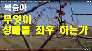 [복숭아재배] 낙화후 소독 멀해야 되나/방제 병해충/추비/결실여부/순나방.오갈병.진딧물.천공병