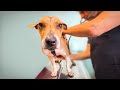 What Makes This Dog Special BAMBI