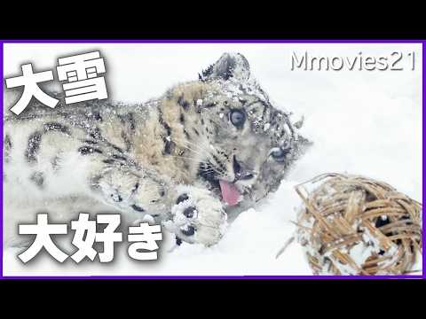 youtube-動物記事1970/01/01 09:00:00