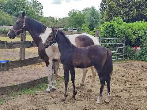 Duplantis van 't Stelenshof (OGANITTO SITTE x KING) - Video 2 video thumbnail
