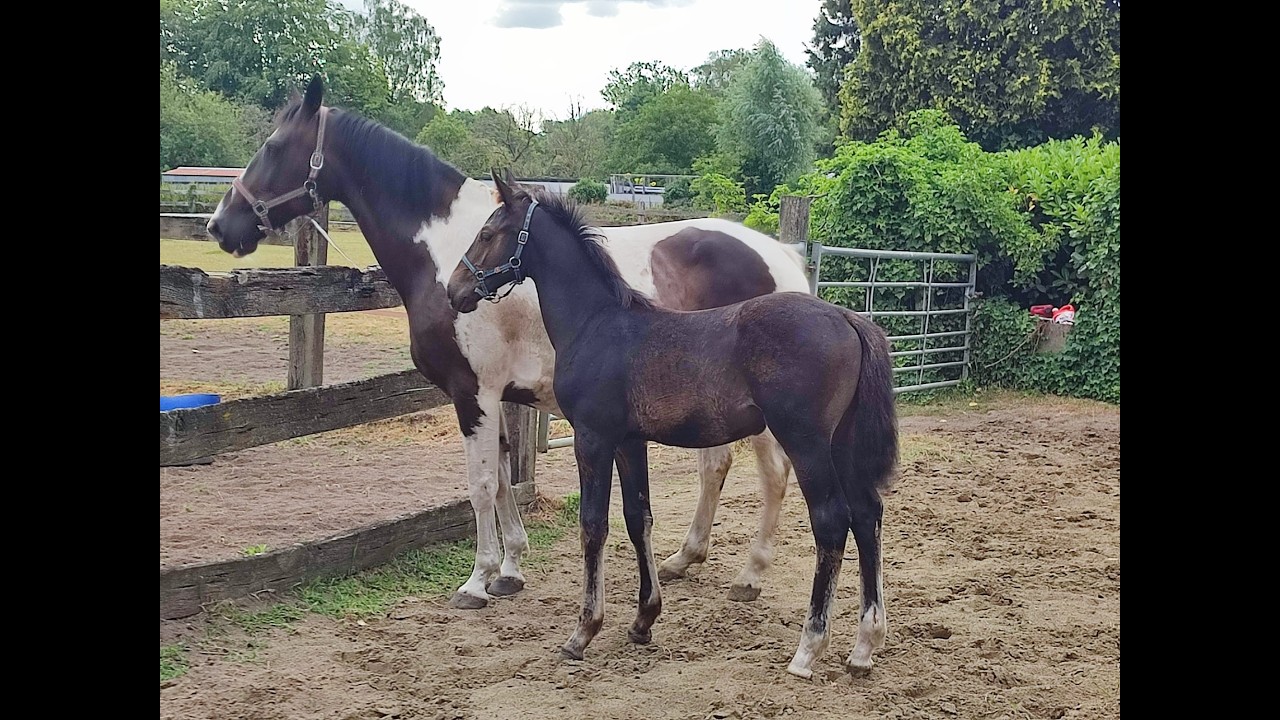 Duplantis van 't Stelenshof (OGANITTO SITTE x KING) video 1