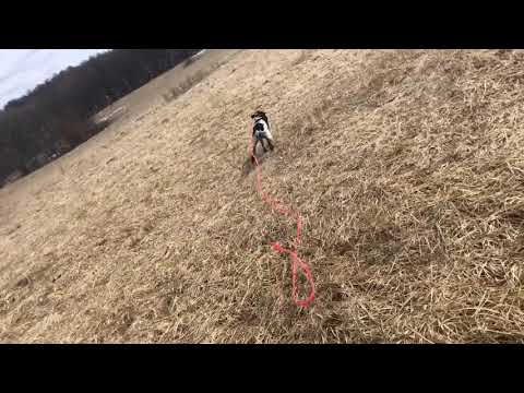 Perfection Kennel 2019 Gun Shy fix