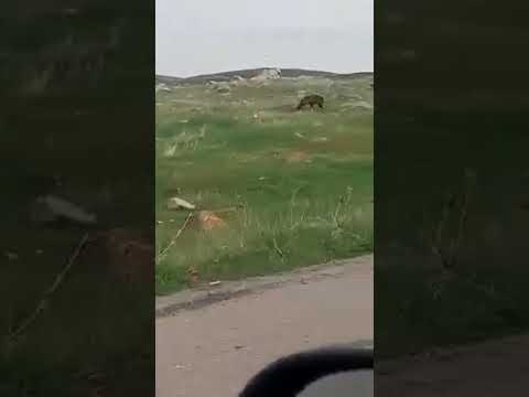 Արջը «հյուր» էր եկել Մարալիկ 