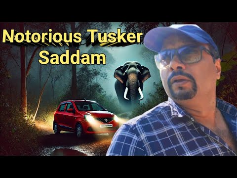 जंगली हाथी सद्दाम के साए में Night Drive। Notorious Tusker With Broken Tusk Was Present On Dirt Road