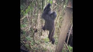 Newswise:Video Embedded dizzy-apes-provide-clues-on-human-need-for-mind-altering-experiences