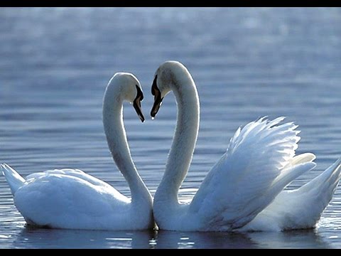 Лебеди. Патриаршие пруды.