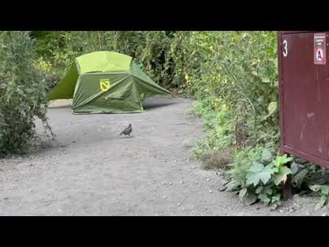 Tons of California quail here!