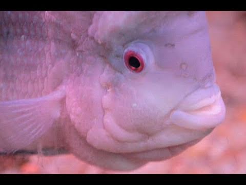 India dabbles in fish genetic experiments