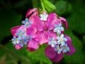 The Loveliest Flower in My Garden 
