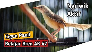 Download lagu Burung Ciblek Gunung atau Cigun Ngriwik Aktif | Pancingan Cigun Paud Agar Cepat Ngriwik mp3 Download lagu Burung Ciblek Gunung atau Cigun Ngriwik Aktif | Pancingan Cigun Paud Agar Cepat Ngriwik mp3