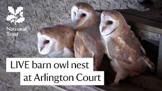 Barn Owl Nest – LIVE from National Trust Arlington Court 2026 live webcam