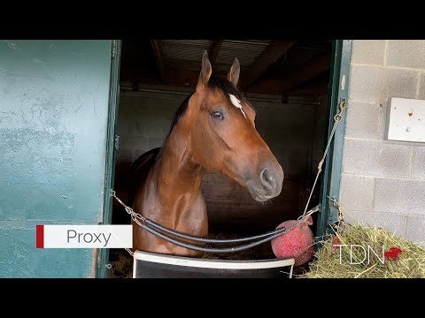 Godolphin Sibling Duo on Track for a Big Weekend