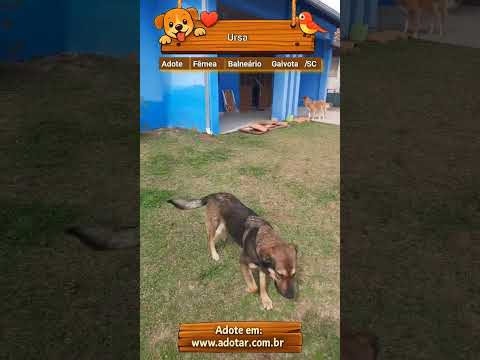 Vídeo de Ursa