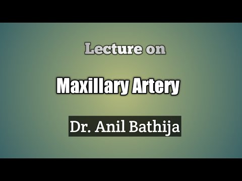 Maxillary Artery