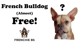 How I Got A French Bulldog (Almost) For Free!