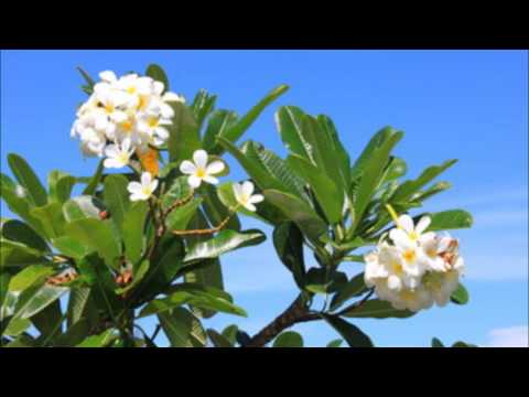 MAOHI SOUND'Z - Wonderful World; Kaoha Koe Ua Pou; Mama Said [Medley Hula Tahiti]