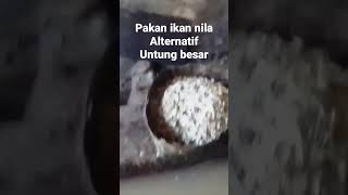 Download lagu pakan alternatif buat ikan nila mp3
