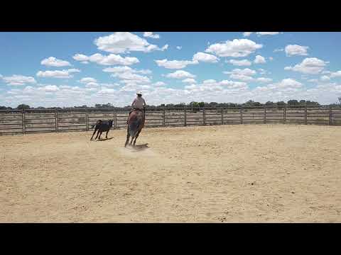 Lot 606 - Charltons Bonanza Cattle Work