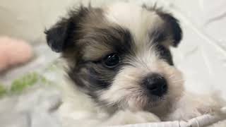 ハーフ犬の動画01