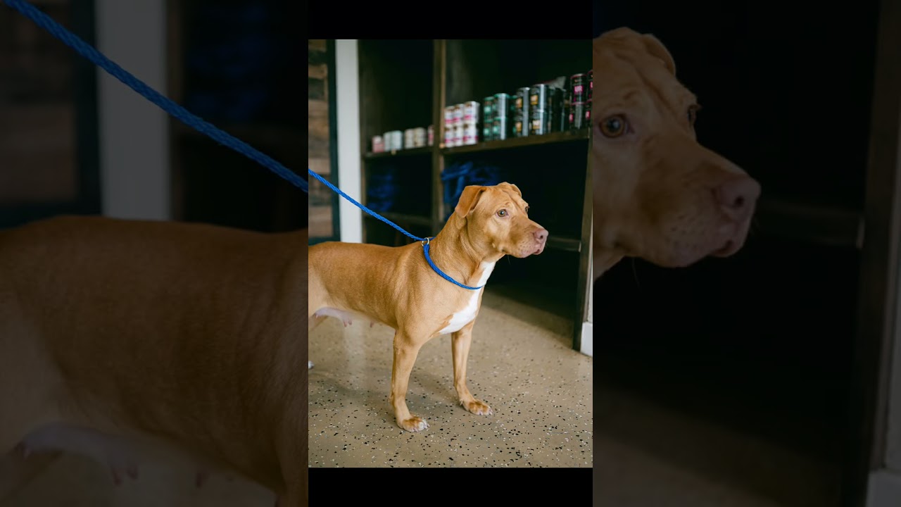 Enlarge Moonie sweetest girl, a Adoptable mixed breed in Metairie, LA video 6/6