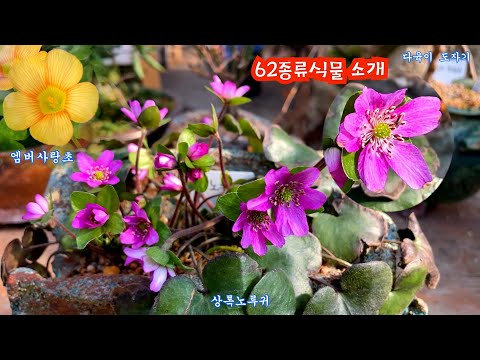 용인 남사화훼단지 나들목야생화농원 이름과가격 화분 #목단 #작약 #사랑초 #앵초 #풍로초#눈향 #막살라리아 #상록노루귀 #향기별꽃히어유 #천리향 #사피니아 #무늬꽃다지#청화쥐손이