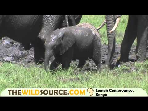 Mudbathing Elephants