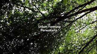 preview picture of video 'TRIP TO URBAN FARMING PURWAKARTA WONDERFULL'
