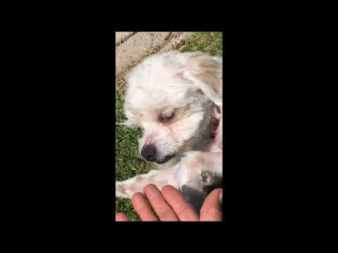 Oslo-WATCH MY VIDEO!!!, an adopted Maltese & Poodle Mix in Irvine, CA_image-1