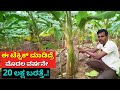 ಈ ಟೆಕ್ನಿಕ್ ಮಾಡಿದ್ರೆ | Banana farming in Karnataka | modern agriculture methods Kannada