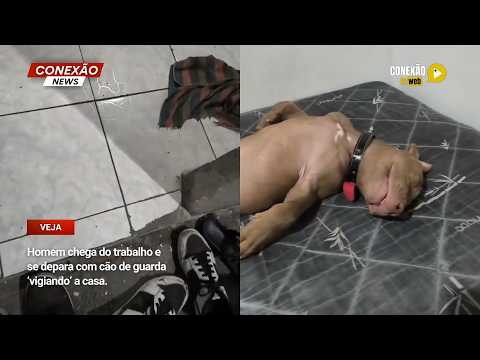 Vídeo: Homem chega do trabalho e se depara com cão de guarda ‘vigiando’ a casa.