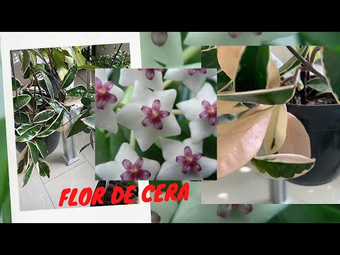 6 ESPÉCIE DE HOYA QUE VOCÊ NUNCA VIU