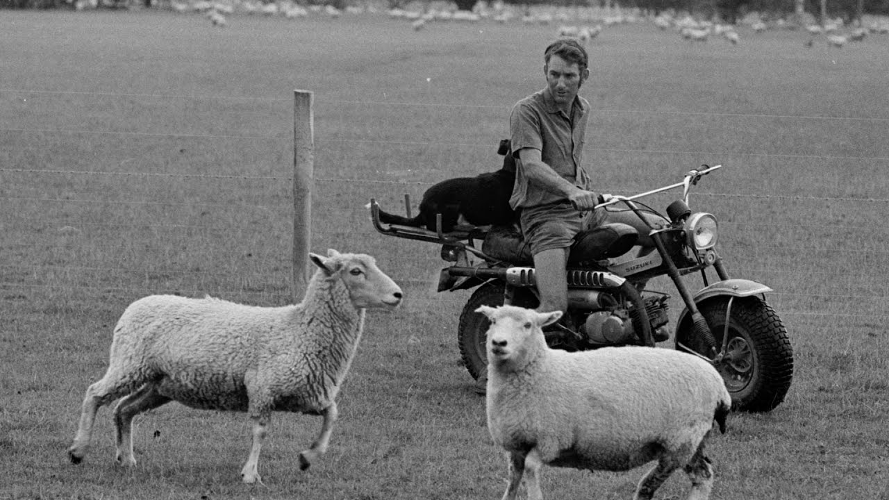 Trailblazers: The New Zealand Story - Subsidies & Skinny Sheep