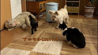 🐕癒しのアニマルhealing🐈‍⬛