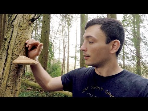 Magic Medicinal Mushroom! - vlog episode 30