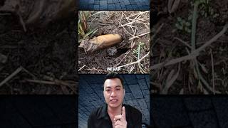 Download lagu rejeki nomplok #belut #mancingbelut #animals #shorts mp3