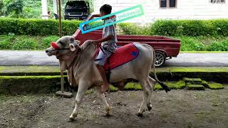pedetan sapi PO sudah jinak untuk tunggangan  @sah