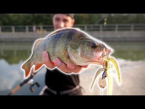 CHATTERBAITS! Die BARSCH-Suchmaschine im Sommer!