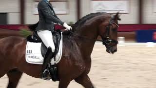 4 nouveaux étalons approuvés au studbook Oldenbourg