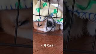 ゴンのへそてんpart1 #shorts