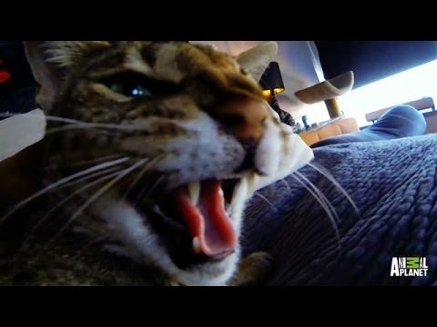 Morello & Darwin's Follow-Up | My Cat From Hell