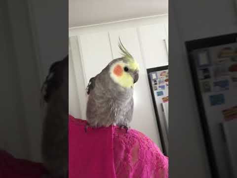 #Pecky whistling "La cucaracha" & "Addams Family"