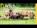 3 Lions Vs 1 Rhino Full Episode Animal Fight Night Nat Geo Animals