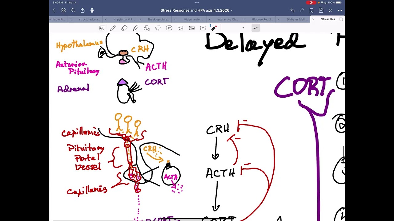 Stress Response and HPA Axis 4 3 2026