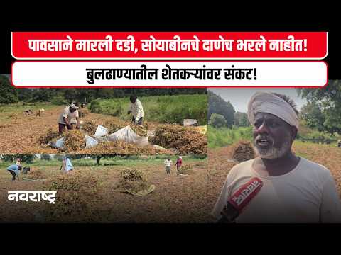 Buldhana News: पावसाने मारली दडी, सोयाबीनचे दाणेच भरले नाहीत! बुलढाण्यातील शेतकऱ्यांवर संकट