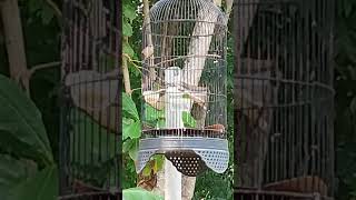 Download lagu cigun ngamuk/ciblek gunung ngamuk #birds #mangkicau#birdsounds #burungkicaudialamliar #cigunngebren mp3