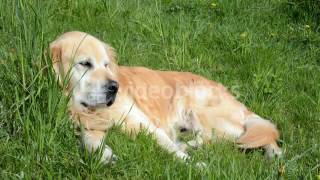 GOLDEN RETRIEVER DOG LYING ON THE GREEN GRASS UNDER SUMMER SUNLIGHT AND LOOKING AROUND HJT9QTWWG