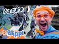 Blippi Learns About Penguins At The Zoo Educational Videos For Kids