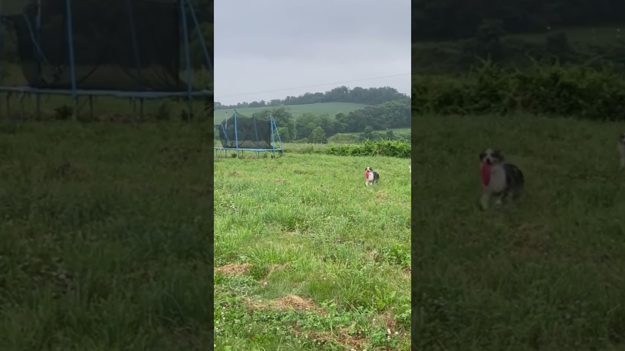Otis, a ADOPTABLE Australian Shepherd in Middletown, MD video 2/6
