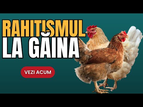 , title : 'Cauzele și simptomele rahitismului la găina din curte'