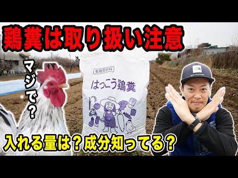 トマトを植えるときに天然肥料として鶏糞乾燥肥料マルチングをいつ使用するか 窒素ビデオ